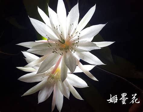 姬曇花種植|【姬曇花種植】姬曇花種植攻略：打造香氣四溢、繁花似錦的花園。